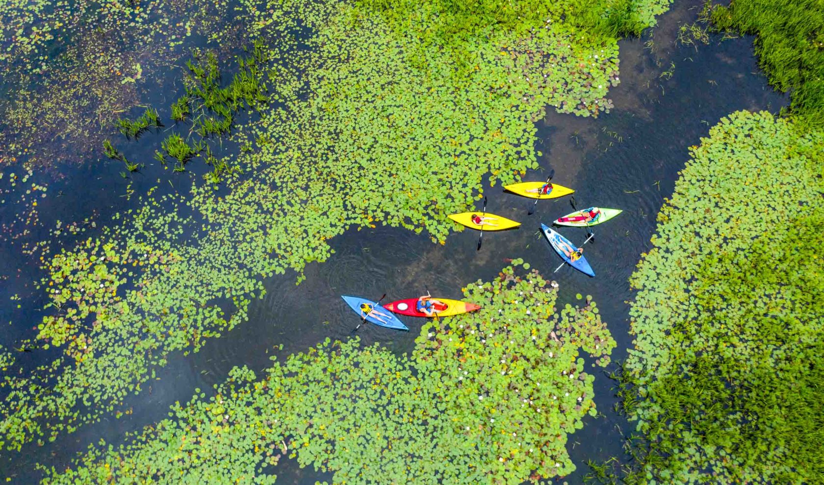 An aerial view of kayakers paddling through lily pads.