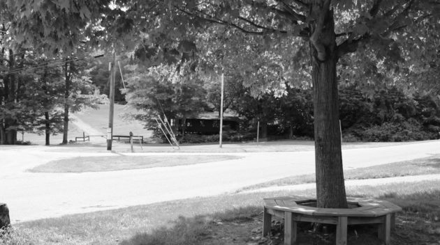 A black and white view of a tree.