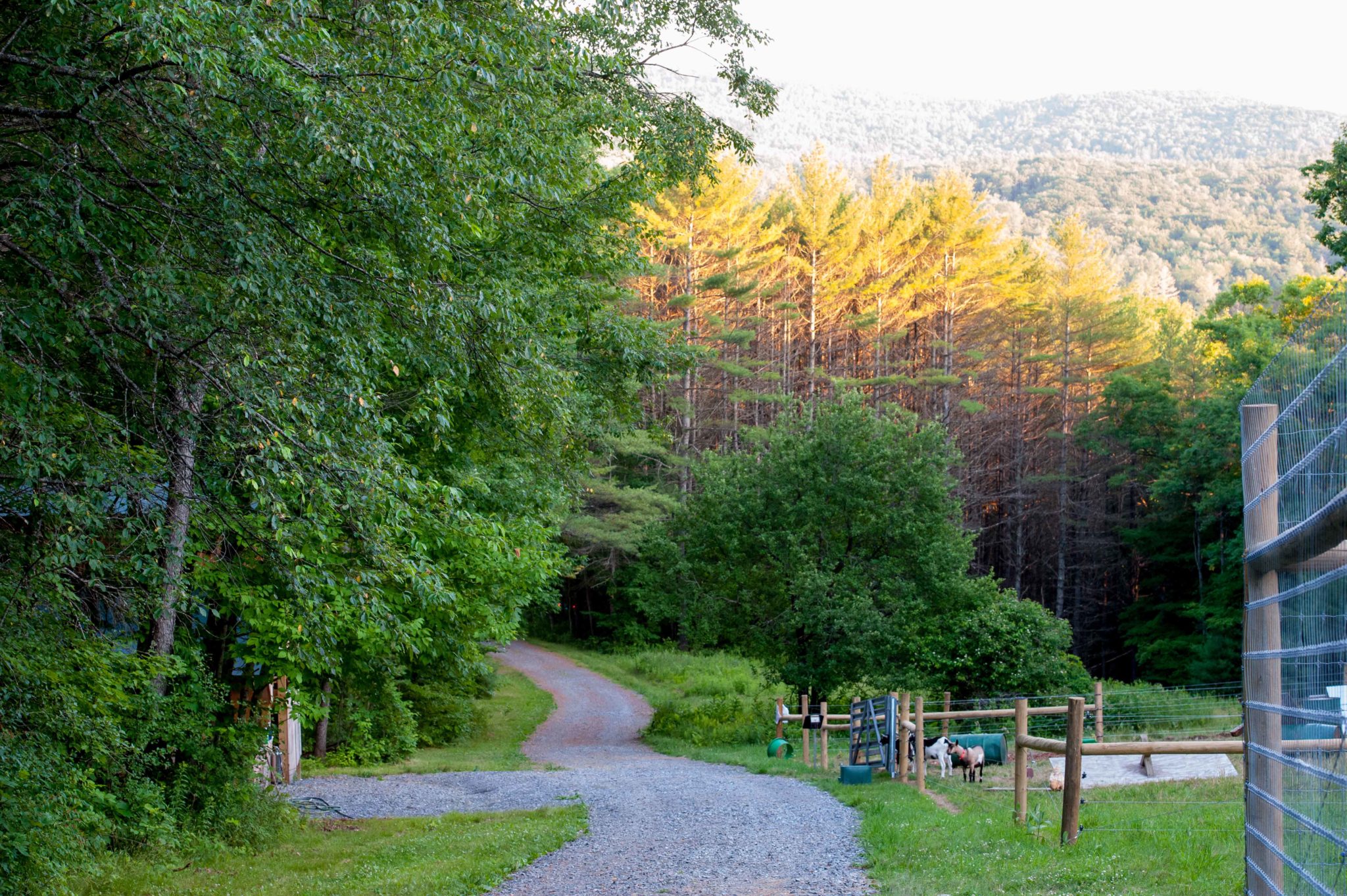 A gravel road at Hive coming down a hill featuring green hills and goats.