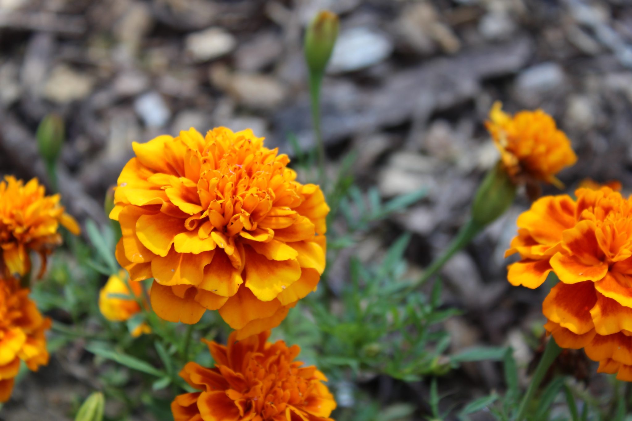 A zoomed in picture of orange flowers.