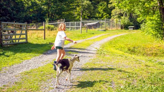 A girl and a goat walking on a path.