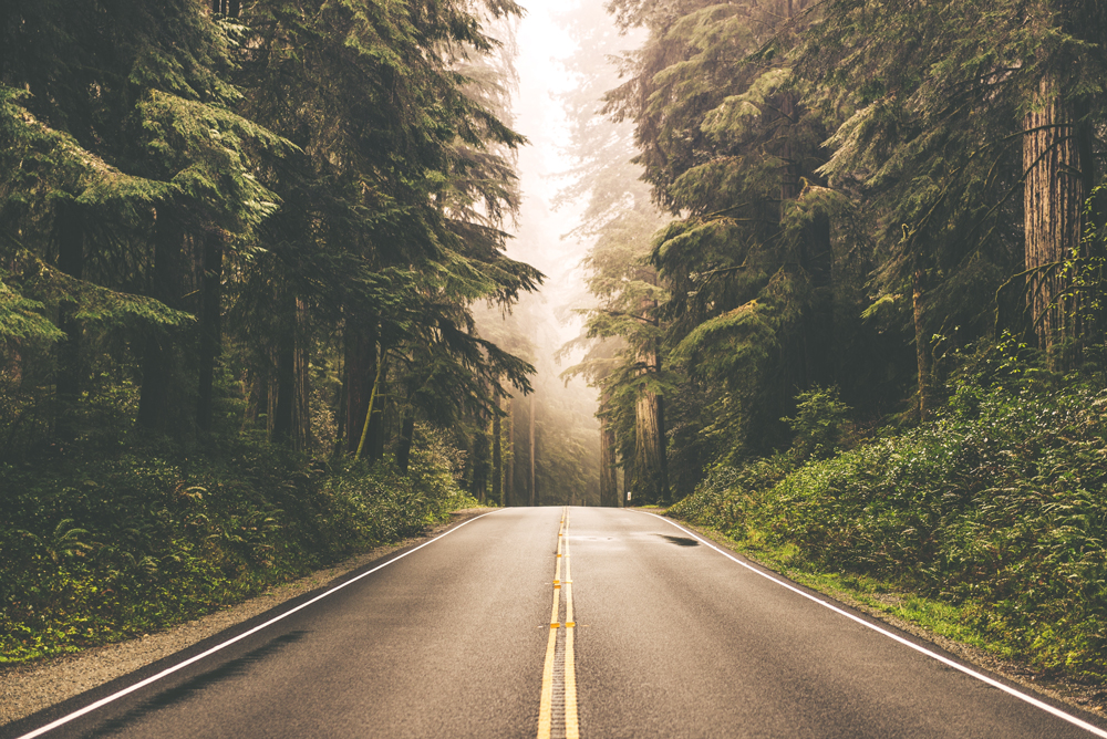 A empty road in the woods.