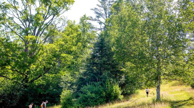 People walking in the woods.